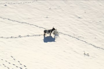 Madrid activa la 'Operación Tulipán' para alimentar desde helicóptero a vacas aisladas
