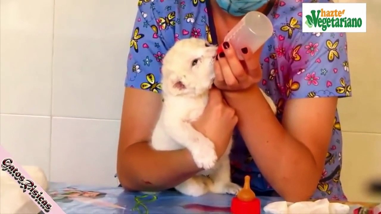 Videos para morir de la risa 2021, los animales más graciosos del mundo-Videos to die of laughter 2021, the funniest animals in the world