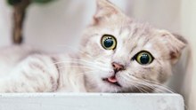 Australia exterminará a millones de gatos para evitar que acaben con la fauna salvaje