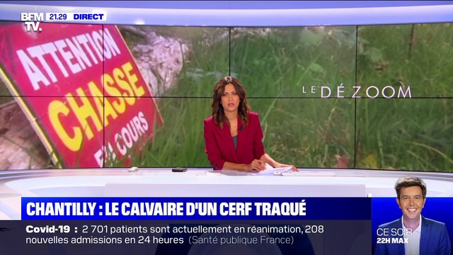 Chantilly: Le calvaire d’un cerf traqué - 13/01