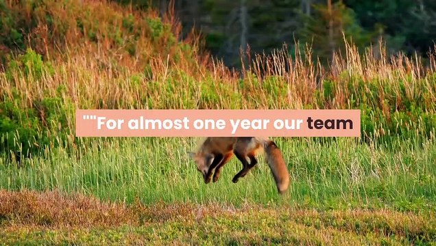 At least 3 critically endangered gorillas tested positive for the