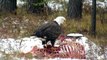 American Bald Eagle Feasts on Carcass