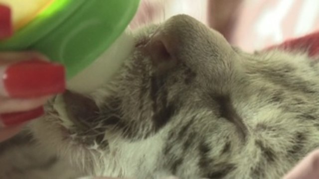 Fallece Nieves , la tigresa blanca nacida hace 15 días en Nicaragua