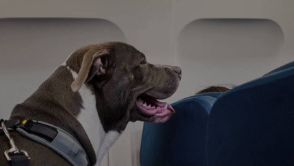 Flying With Pets? Read This Guide Before You Book Your Next Trip