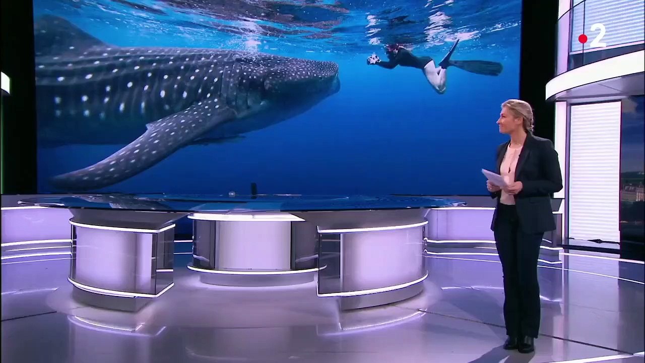 Tanzanie : à la découverte des requins-baleines de l'île de Mafia