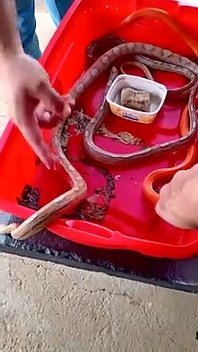 Polícia apreende 11 cobras em apartamento de estudante de biologia; serpentes foram compradas no DF