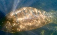 Aparece en Florida un manatí con la palabra 