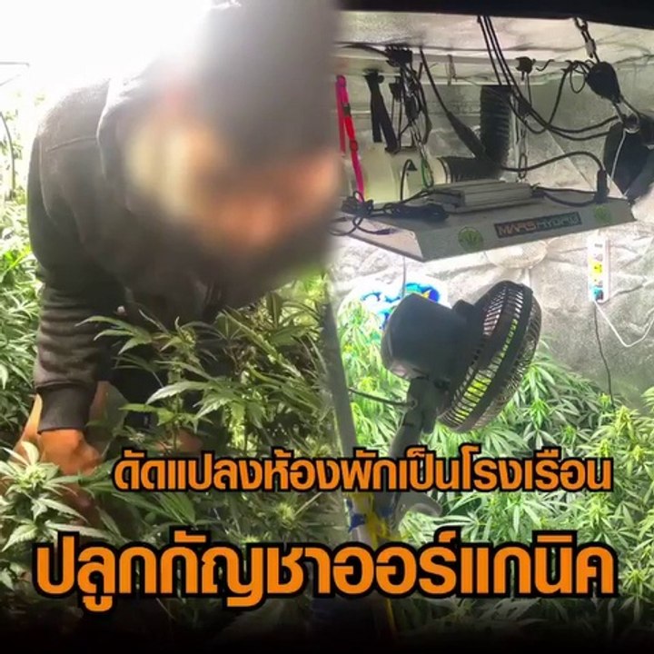 หนุ่มหัวใส่ดัดแปลงห้องพักเป็นโรงเรือนปลูกกัญชาออร์แกนิค