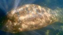 Aparece en Florida un manatí con la palabra 