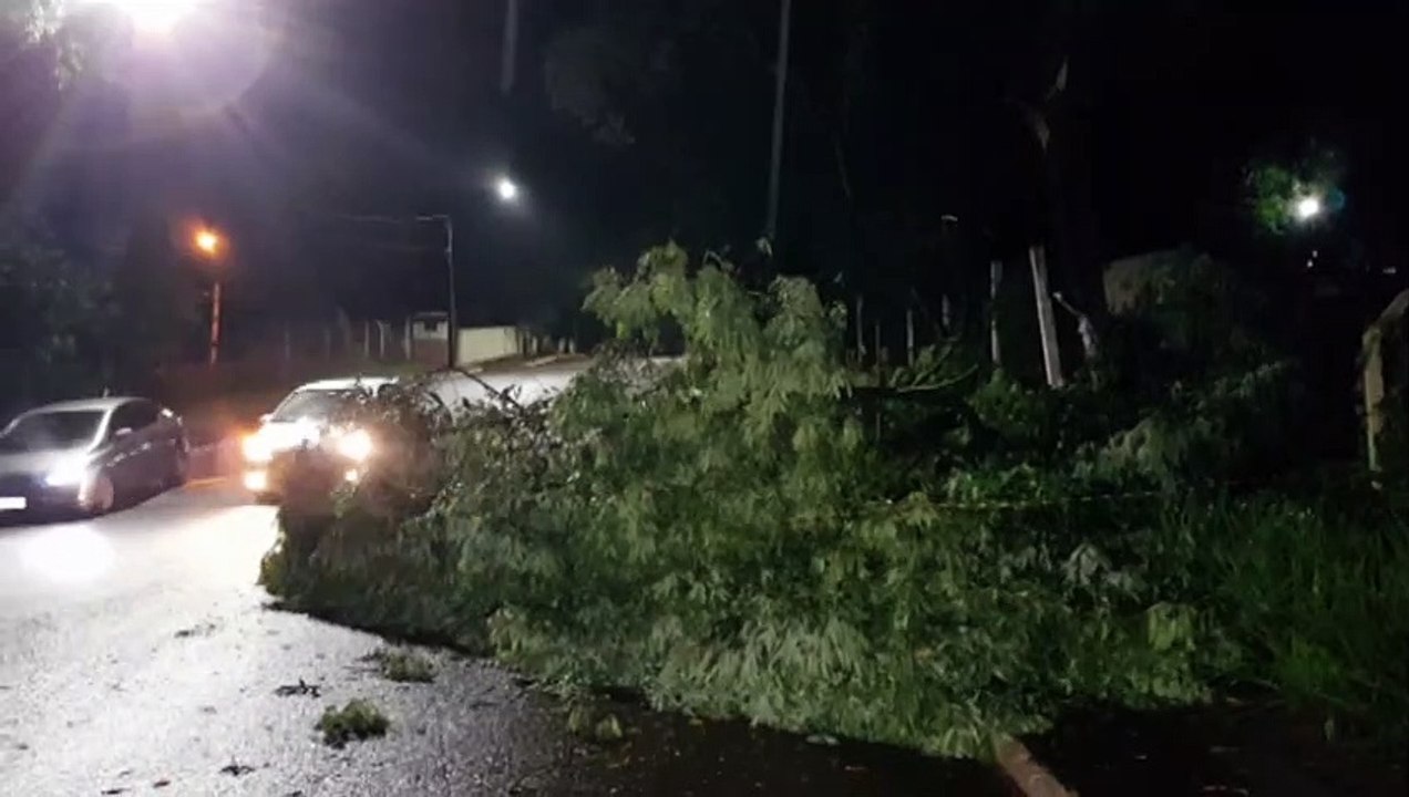 Árvore cai e bloqueia parte da Rua Machado de Assis, na Área Militar