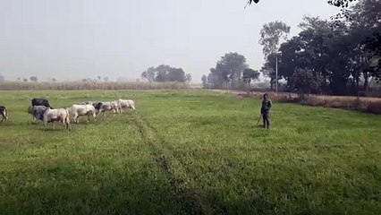 सूनी पड़ी गौशाला और खुले आसमान में ठिठुर रहे पशु