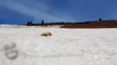 Dog Slides Downhill At Ski Area