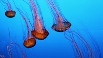 Jelly Fish in Deep Ocean Sounds For Relaxation with Soothing Music.
