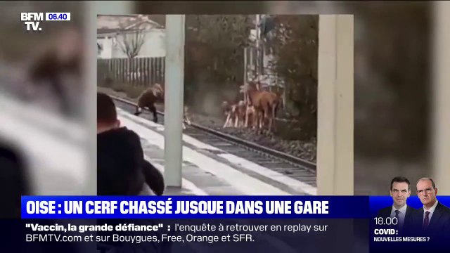 À Chantilly dans l'Oise, un cerf a été chassé jusque dans la gare de la ville