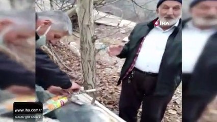 Yeşilırmak'ta boyu kadar balığı böyle yakaladı