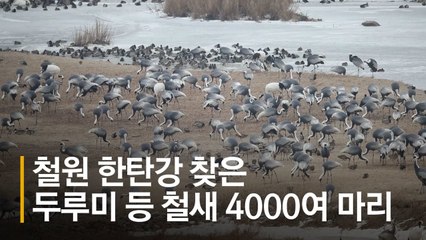 철원에 날아든 선비 - 한탄강은 두루미 세상