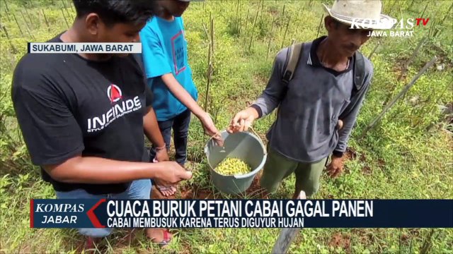 Petani Gagal Panen, Harga Cabai di Sukabumi Melonjak