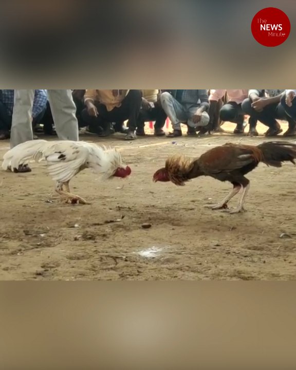 The banned blood sport of Sankranthi cockfighting begins in Andhra Pradesh