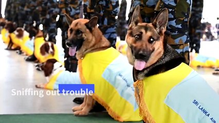 Sri Lankan Air Force 'Air Dog' unit graduates