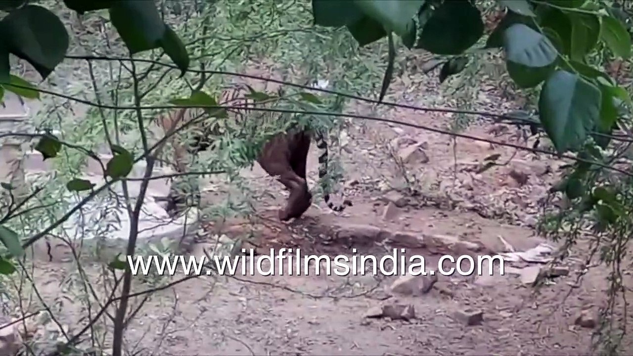 Bengal Tiger ventures into village handpump area _ Panicked locals and forest guards watch