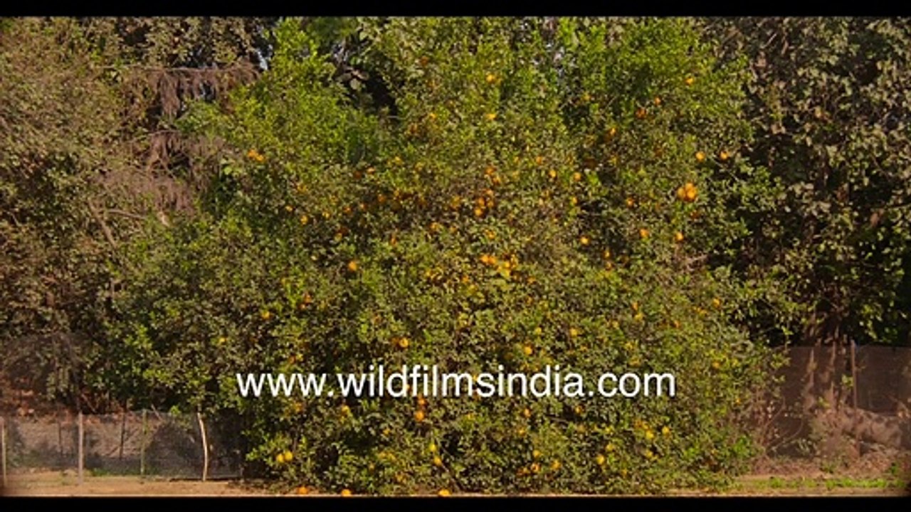 Khatta or wild orange root-stock tree has enormous fruit, laden with ripe fruits _ Organic India