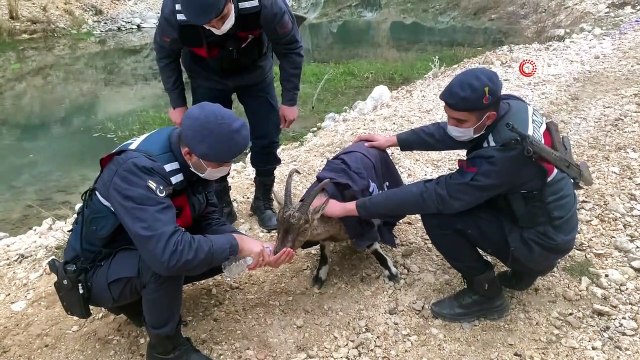 Yaban keçisi yavrusu ormanda donmak üzereyken bulundu