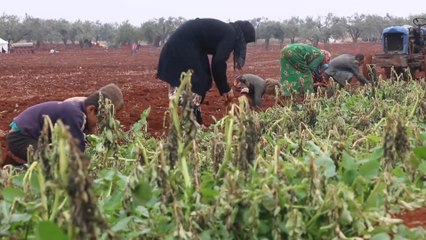 الحرب تدفع السوريات إلى سوق العمل الشاق بعد فقدان أزواجهن