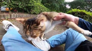 I took a video of a stray cat living in Japan.94