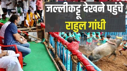 Tamilnadu Pongal: जलीकट्टू देखने मदुरै पहुंचे राहुल गांधी, शाम में बीजेपी अध्यक्ष का दौरा