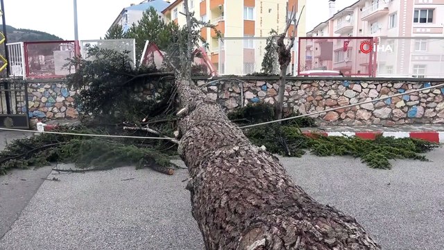 Fırtınaya dayanamayan çam ağacı böyle devrildi