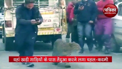 Video : भीड़ देख कंफ्यूज्ड हुआ तेंदुआ, लोगों बेखौफ खींचते नजर आएं फोटो