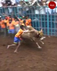 Madurai Avaniapuram jallikattu adds colour to Pongal 2021 celebrations