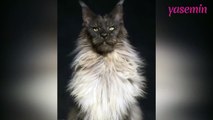 En büyük kedi ırkından olan Maine Coon'in karizması!