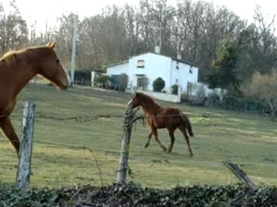 je fais "ami, ami", avec les chevaux