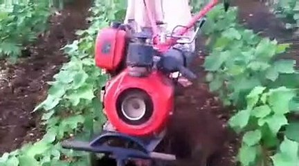 Woman Working In Field