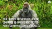Covid-19 : Première infection détectée chez des gorilles dans un zoo à San Diego
