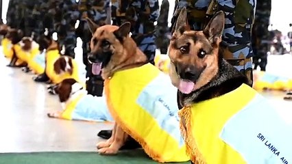 تخريج وحدة "كلاب جوية" في سريلانكا لرصد الممنوعات في المطار