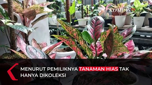 Barter Rumah Senilai Rp 500 Juta, dengan Tanaman Hias Aroid, Ini Alasannya