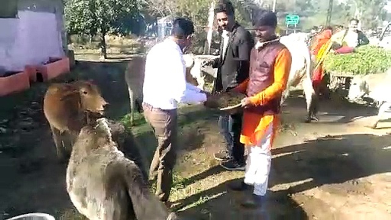 मकर संक्रांति पर किए दान-पुण्य, पतंगबाजी का उठा...