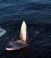 La bouche impressionnante d'une baleine dans le golfe de Thaïlande