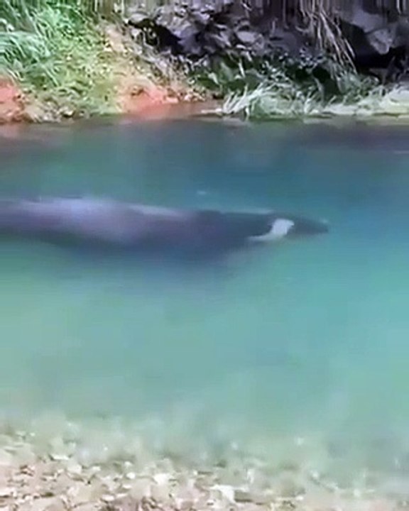 Un buffle marche sous l'eau