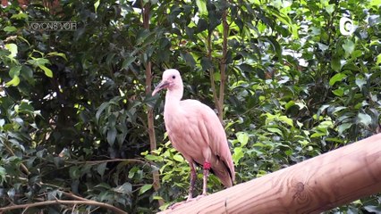 VOYONS VOIR - 14 JANVIER 2021