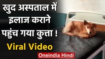 Viral Video: Moradabad के Govt Hospital में बेड पर आराम फरमाता Dog | वनइंडिया हिंदी