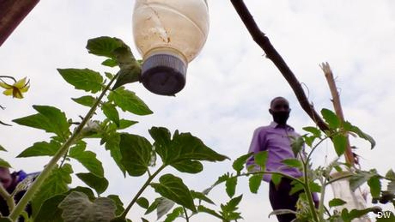 Solar-powered irrigation system for Rwandan far...