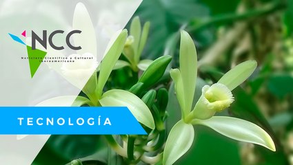 Vainilla, el “oro verde” de la Amazonía ecuatoriana