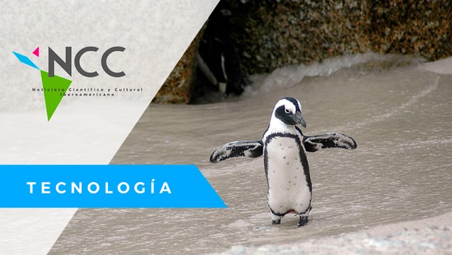 El plástico y cambio climático; las principales amenazas para los pingüinos