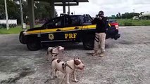 Cães da raça pitbull são resgatados na BR 101, em Igarassu
