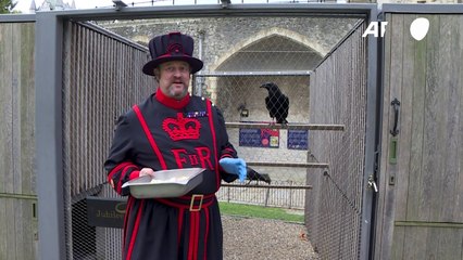 Bad omen for UK as Tower of London raven missing, feared dead