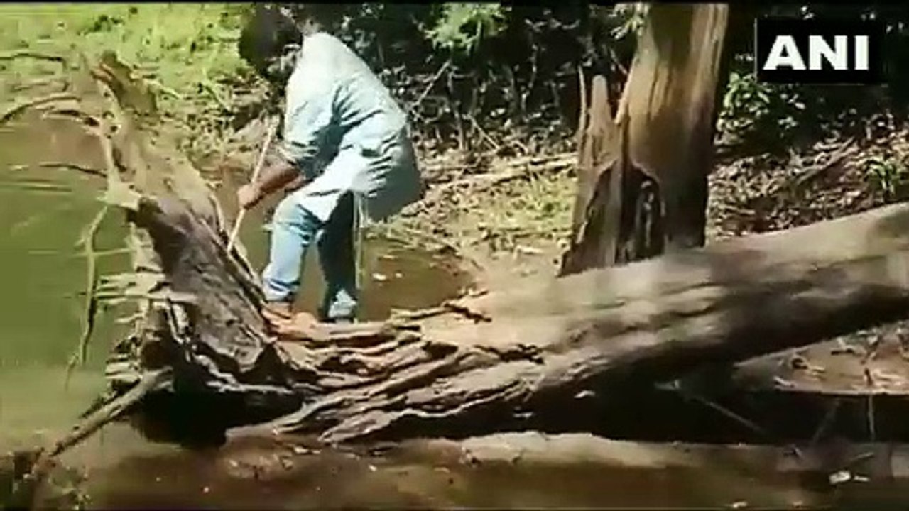 فيديو: صائد الثعابين يتجنب تعرضه للعض من قبل الملك كوبرا