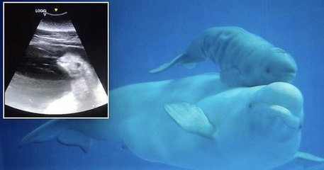 Le parc SeaWorld partage l'échographie d'un bébé béluga et c'est adorable